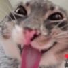 Meme Kucing Lucu 🐱 12