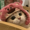 🐈Gatitos Super Cute 💛💟 24