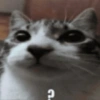 Funny cats - Pak 1 12