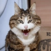 Memes engraçados de gatos 8