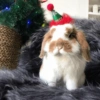 Animais de Natal 2🎄 10