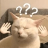 Meme Kucing Lucu 🐱 14