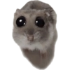Lol 12