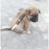 Cachorro meme 10