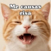🧿 Anima tu chat😂😋 7
