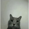 Funny cats - Pak 1 16