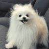 🐶 POMERANIA MOODS 🐾 10