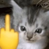 ANIMALITOS 🥺☀️ 28