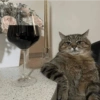 Sad cats 20