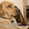 WALTER Nomas quierete y deja de decir tanta bobada