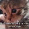 Gatinhos  11