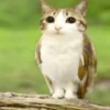Meowl 🐱🦉 8