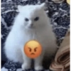 Funny cats - Pak 1 15