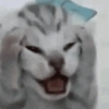 GATOS ENGRAÇADOS🤣 14