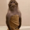 MACAQUINHOS  13