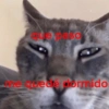 Gatitos cura depresión😻 10