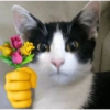 Love cat. | @ocenferios  Haki. 6