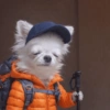 White tired dog 11