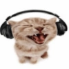 Funny cats - Pak 1 19