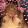 Bichinhos Fofos Cute 💕 10