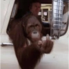 Animalitos tiernos🥰 12