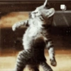 GATINHOS 12