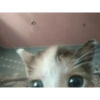 Gatitos Pa' ti & Pa' mi 9
