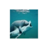 Meme ikan 19