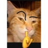 Kucing sigma trend 14