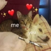 Love cats 20