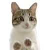 MEME KUCING 14