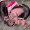 Moods de Changuitos! 🐒 8