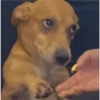 Perritos para reaccionar 🐶🥰💞 12