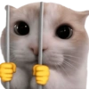 🧿 Gato para molestar 😋😂🐱 6