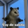 🧿 Tlacuache/ zariguella🦡 22