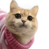 🐱 Gatitos En Secuencia🧩 11