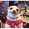 Demonstre seu amor ❤️🥰 9