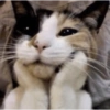 Gatinhos  24