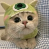 🐈Gatitos Super Cute 💛💟 10