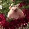 Animais de Natal 2🎄 24