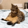 Gatos🐱 29