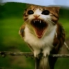 Meowl 🐱Gatos michis 🐾 7