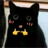 Gatinhos  10
