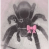 Animals present for u 9