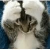 GATINHOS 14