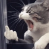 GATOS ENGRAÇADOS🤣 5