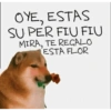 Ya quisieras gato😂 11
