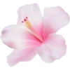 Cute flowers emojis 11