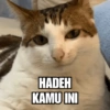 Meme Kucing Lucu 🐱 9
