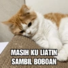 Meme Kucing Lucu 🐱 6